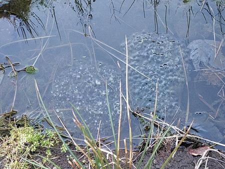 common frog spawn