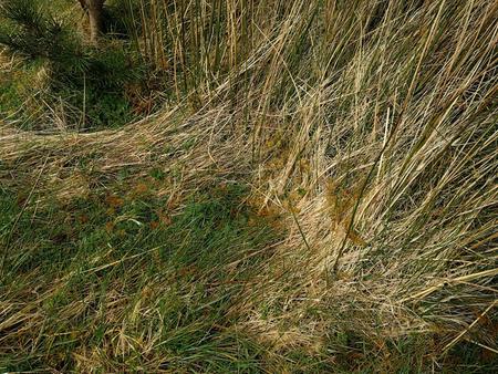 mulch blowing away in wind