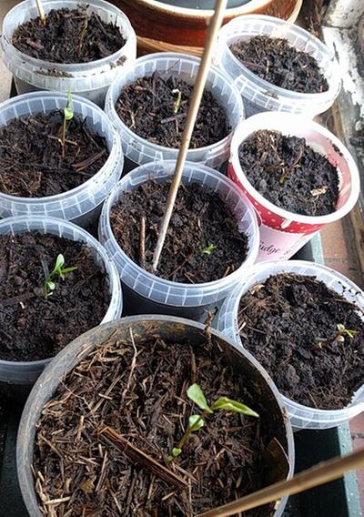 tea camellia seed germination