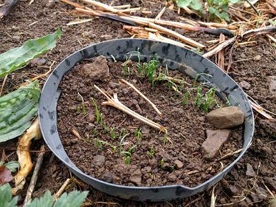 protecting leeks from slugs