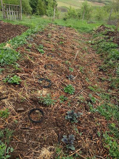 earthing up potatoes