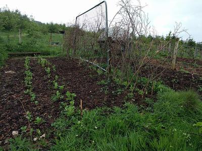 growing peas and beans sown direct