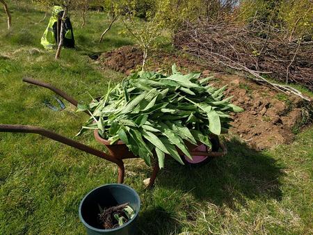 comfrey as mulch