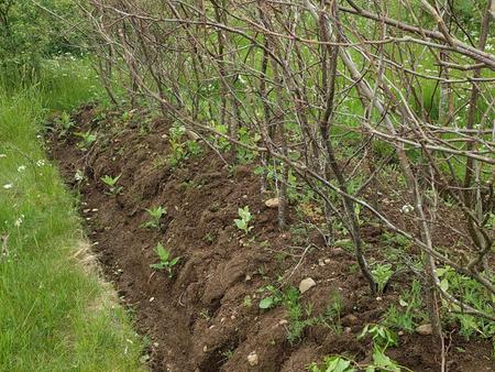 jerusalem artichokes spring shoots