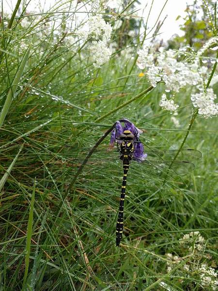 dragonfly on bluebell in scottish rain