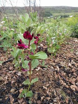 purple flowered beans