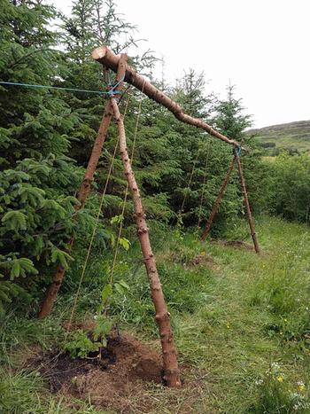companion plants for hops