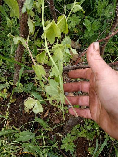 wilted pea plants