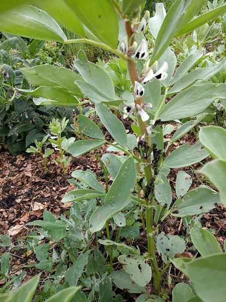 fava bean plant in flower