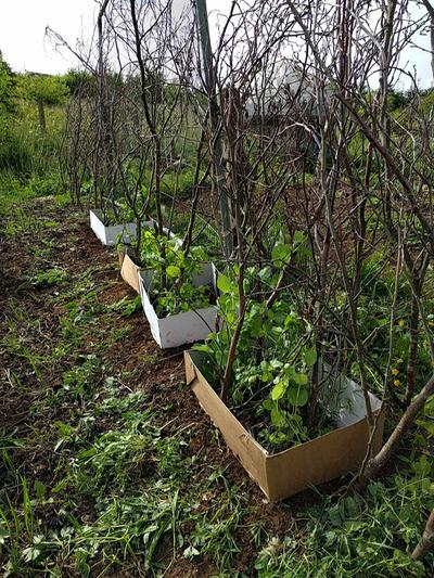 how to protect peas from vole damage