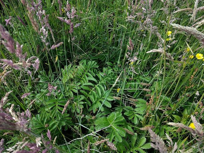 Potentilla anserina leaves in grass