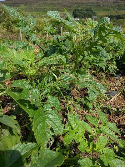 potato foliage appears diseased