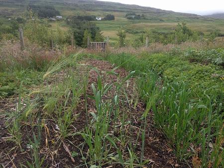 Scottish traditional grain crops bere barley and oats