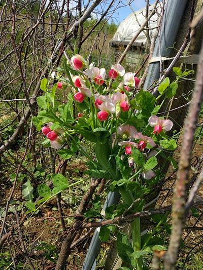 fasciated coloured pea flowers