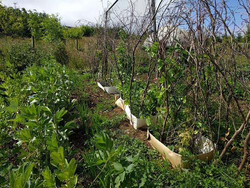 protecting peas from voles