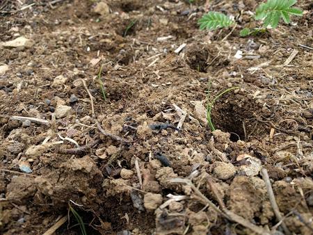 leeks transplanting