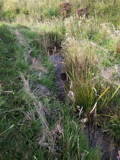 establishing a new garden area