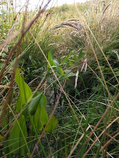 edible aquatic plants