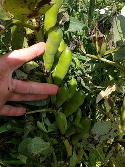 selecting fava beans