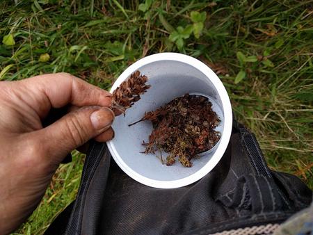 ground cover flower seeds