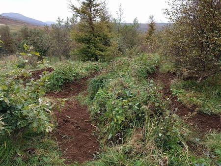 raised beds for fruit bushes