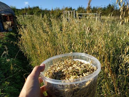 growing small amount of grain