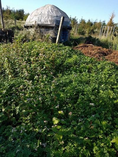 eating your weeds