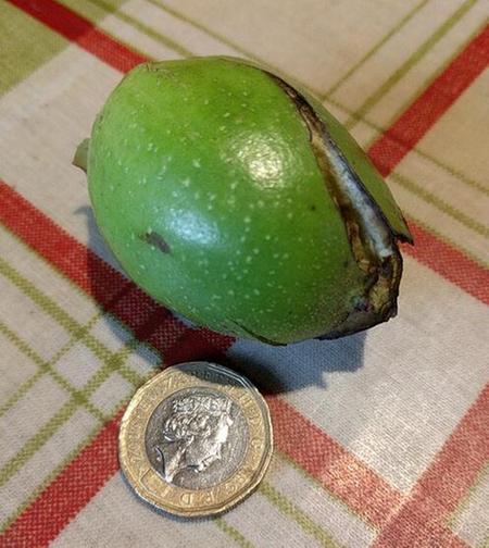 walnut in outer fruit