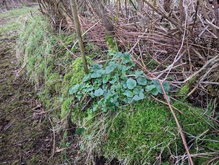 sweet violet as ground cover