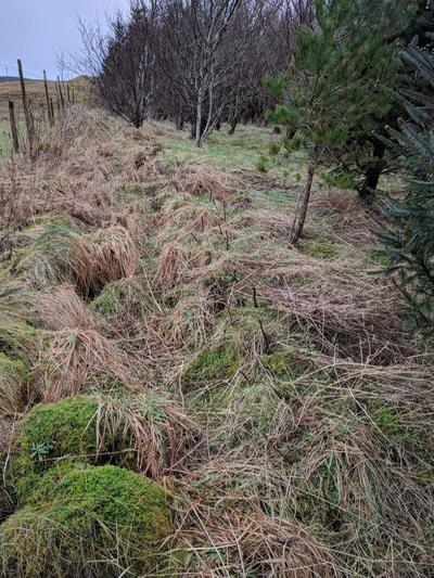 taking cuttings from black currant bushes