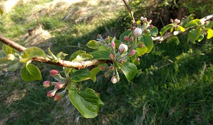 happy that it is spring