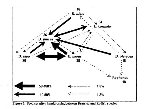 cross breeding of brassica species