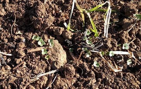 easy swede growing in Scotland