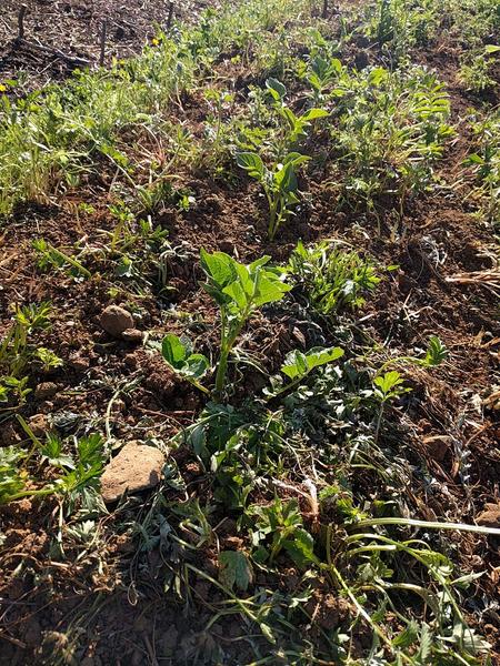 easy potato growing in Scotland