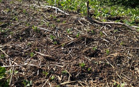 easy pea growing in Scotland