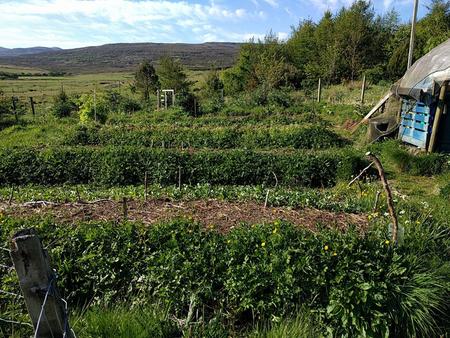 easy vegetable growing in Scottish Highlands