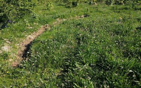 edible perennial polycultures