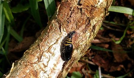 black and yellow chrysalis butterfly pupa