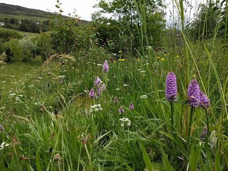common spotted orchid on Skye