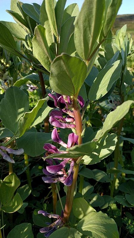 colourful fava bean flowers