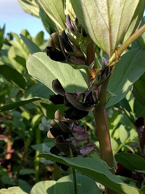 colourful bean flowers