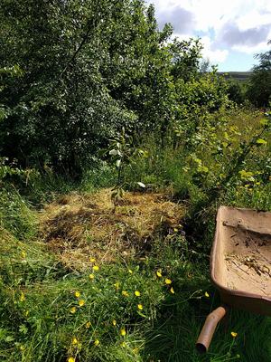 growing a walnut tree