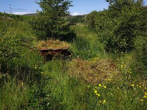 growing gingko biloba on skye
