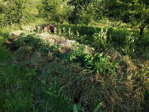 free organic mulch