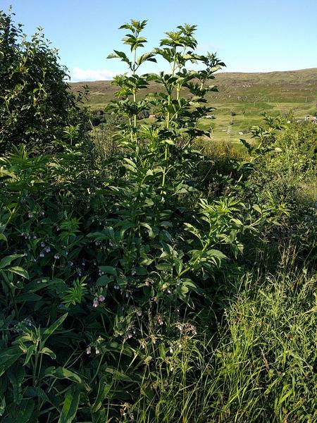 growing elder for woody mulch