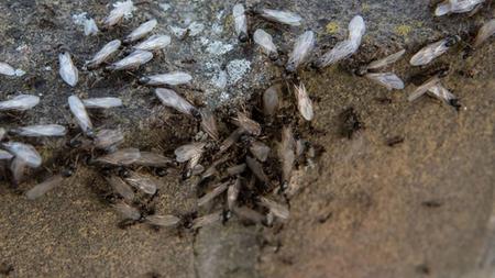 flying ant day