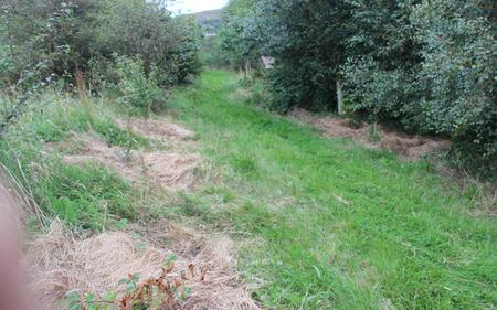 a grass trackway between green leaved trees