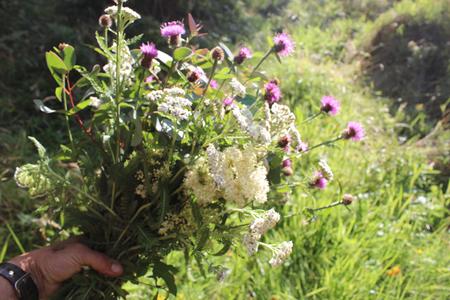 a bunch of wild flowers