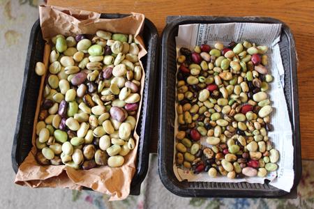 multicoloured fava beans in two plastic trays