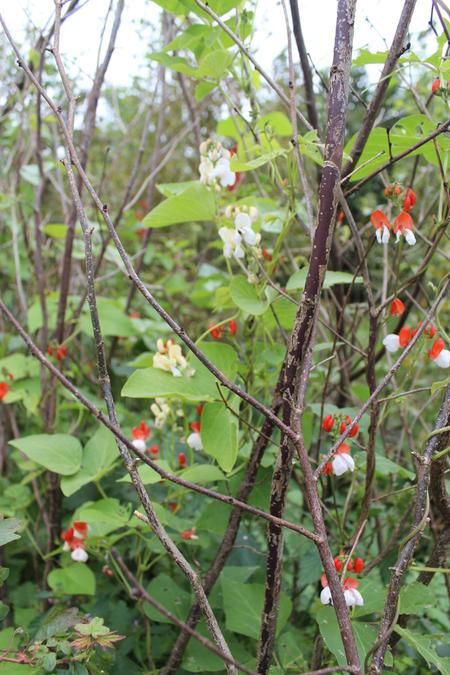 runner beans with different colour flowers